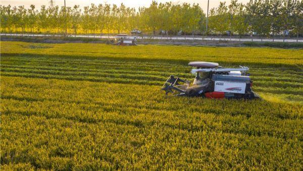 适合泗洪地区种植优质水稻品种?泗洪今天什么天气情况-图3 适合泗洪地区种植优质水稻品种?泗洪今天什么天气情况-图3