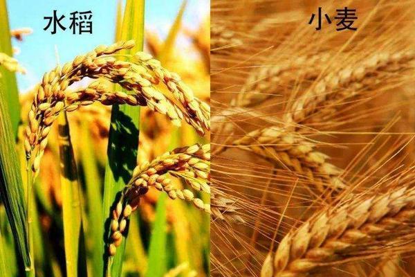 为什么南方适合种水稻北方适合种小麦？近几天南方天气情况