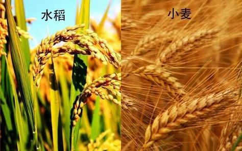 为什么南方适合种水稻北方适合种小麦?近几天南方天气情况-图3 为什么南方适合种水稻北方适合种小麦?近几天南方天气情况-图3