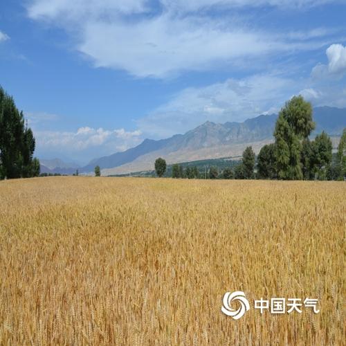 青海种几季麦子?贵德县天气情况-图1 青海种几季麦子?贵德县天气情况-图1