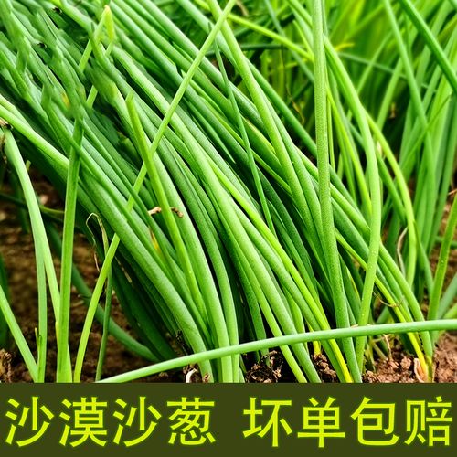 甘肃民勤有什么特产?民勤最近的天气情况-图3 甘肃民勤有什么特产?民勤最近的天气情况-图3