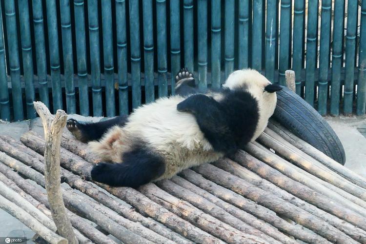 宿州野生动物园大熊猫冬眠吗?宿州今天的天气情况-图3 宿州野生动物园大熊猫冬眠吗?宿州今天的天气情况-图3