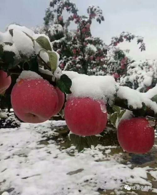 甘肃苹果产地今晚有霜冻吗?庄浪明天天气情况-图3 甘肃苹果产地今晚有霜冻吗?庄浪明天天气情况-图3