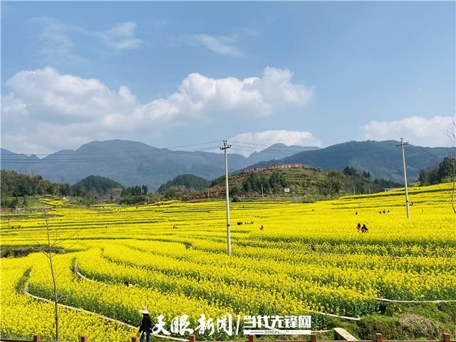 正安桐梓垭油菜花怎么去?遵义正安路面天气情况-图3 正安桐梓垭油菜花怎么去?遵义正安路面天气情况-图3