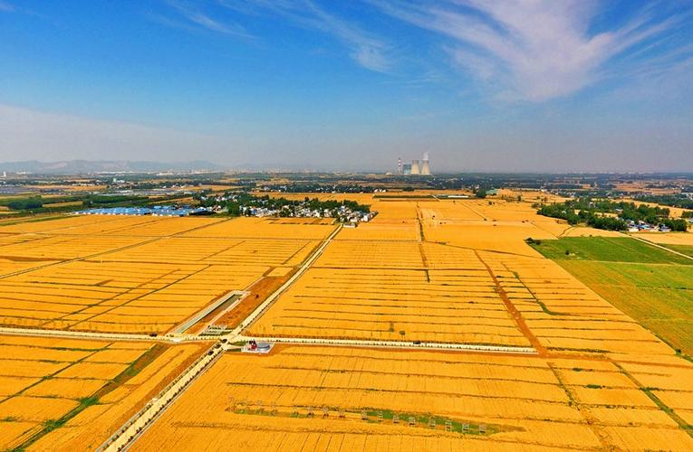 河南内乡小麦熟了吗?河南內乡天气情况-图2 河南内乡小麦熟了吗?河南內乡天气情况-图2