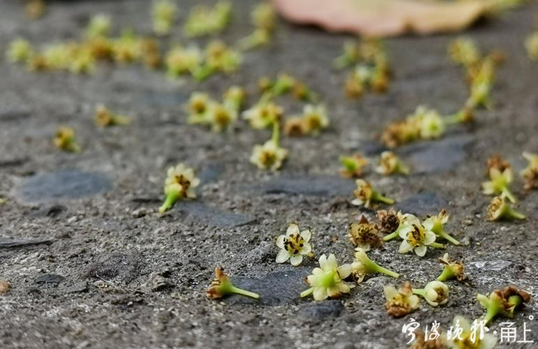 樟树什么时候开花?明天樟树的天气情况-图3 樟树什么时候开花?明天樟树的天气情况-图3