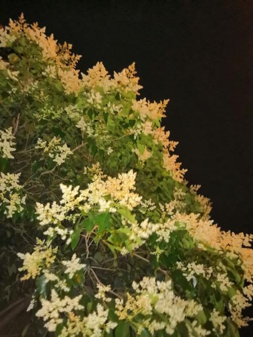 樟树什么时候开花?明天樟树的天气情况-图2 樟树什么时候开花?明天樟树的天气情况-图2