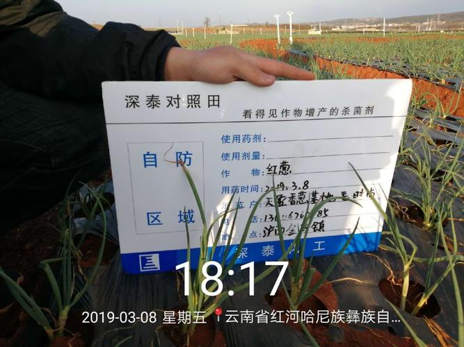 泸西小葱价格会上涨吗?泸西最近的天气情况-图1 泸西小葱价格会上涨吗?泸西最近的天气情况-图1