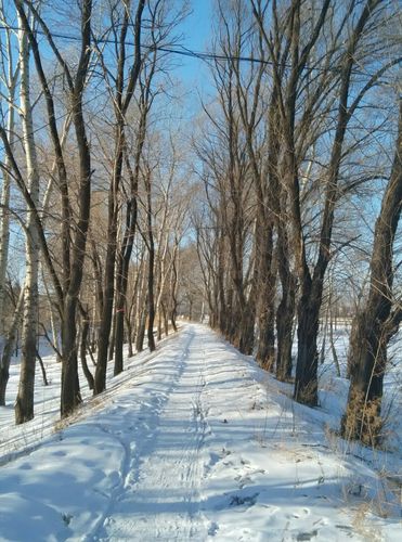 伊春几月有暴风雪?伊春明天天气情况-图3 伊春几月有暴风雪?伊春明天天气情况-图3