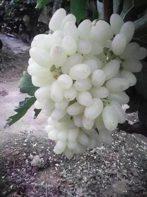 北京气候特点怎样?适合种植什么品种的葡萄?为什么?北京近来的天气情况-图1 北京气候特点怎样?适合种植什么品种的葡萄?为什么?北京近来的天气情况-图1