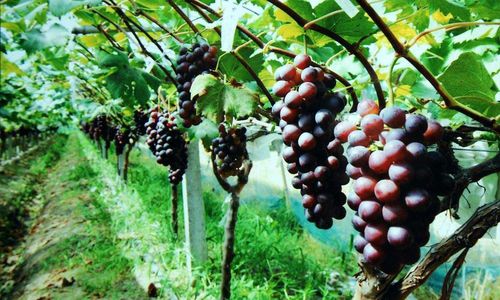 北京气候特点怎样?适合种植什么品种的葡萄?为什么?北京近来的天气情况-图3 北京气候特点怎样?适合种植什么品种的葡萄?为什么?北京近来的天气情况-图3