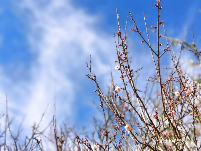 华阴有梅子树吗？华阴最近的天气情况-图2