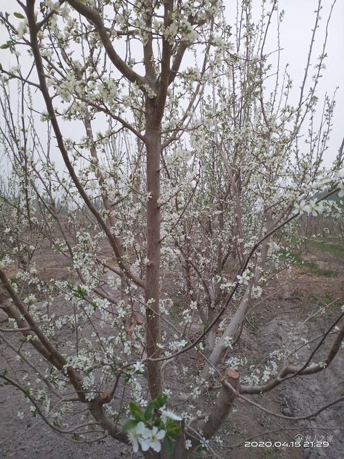 华阴有梅子树吗？华阴最近的天气情况-图3