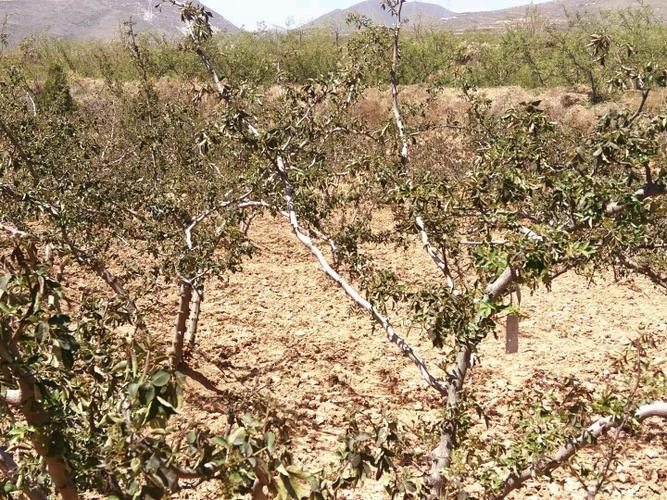 陕西最近霜冻对花椒影响大吗?黄龙县天气情况-图3 陕西最近霜冻对花椒影响大吗?黄龙县天气情况-图3