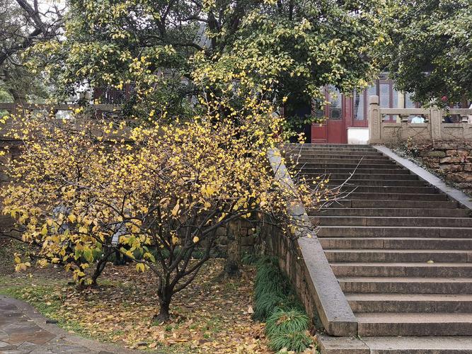 苏州腊梅花开了吗？今明吴江天气情况