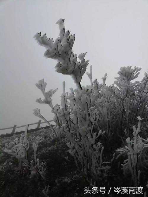 岑溪天龙顶下雪了吗?岑溪今天的天气情况-图3 岑溪天龙顶下雪了吗?岑溪今天的天气情况-图3