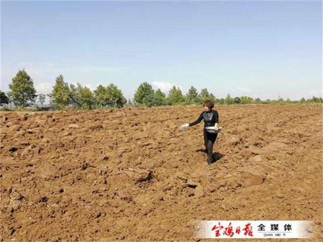 宝鸡种啥麦种好?宝鸡地区的天气情况-图2 宝鸡种啥麦种好?宝鸡地区的天气情况-图2