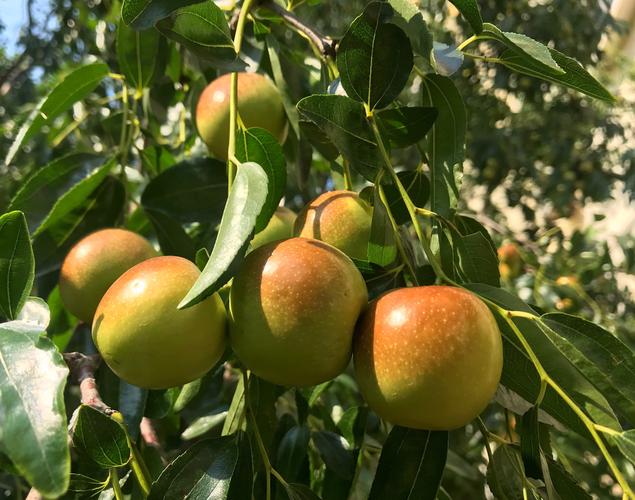 吕梁孝义适宜种植冬枣吗？孝义13日天气情况