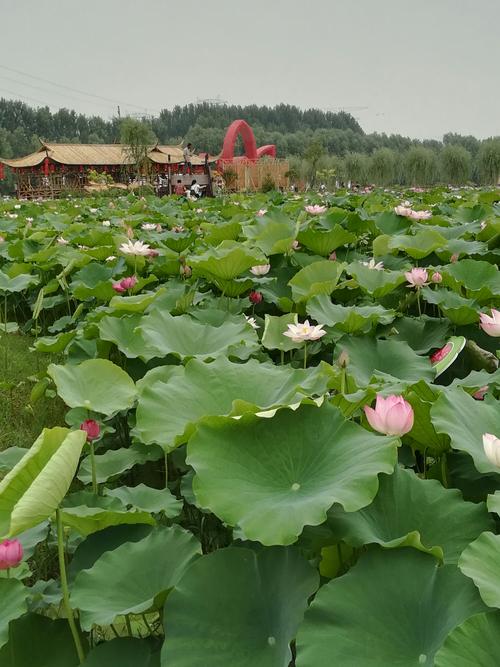香河百亩荷花塘几月份最好？香河今天的天气情况