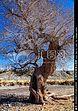饱经风霜的大树写一段话20字左右?小磨盘焦天气情况-图3 饱经风霜的大树写一段话20字左右?小磨盘焦天气情况-图3
