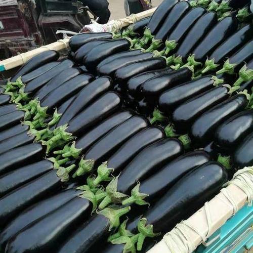 沂南绿茄子的产地是哪里?沂南县天气情况-图3 沂南绿茄子的产地是哪里?沂南县天气情况-图3