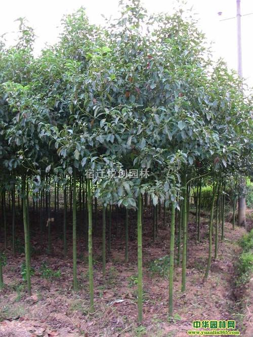 什么树种植夏天没有蚊虫?樟树23号天气情况-图2 什么树种植夏天没有蚊虫?樟树23号天气情况-图2