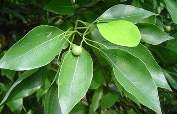 什么树种植夏天没有蚊虫?樟树23号天气情况-图3 什么树种植夏天没有蚊虫?樟树23号天气情况-图3