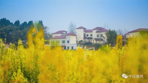 地铁直达的赏花地点?金堂淮口天气情况-图3 地铁直达的赏花地点?金堂淮口天气情况-图3