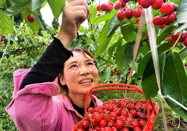 博爱县樱桃采摘时间?博爱县天气情况-图2 博爱县樱桃采摘时间?博爱县天气情况-图2