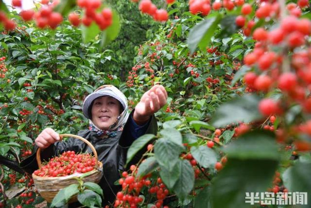 博爱县樱桃采摘时间？博爱县天气情况