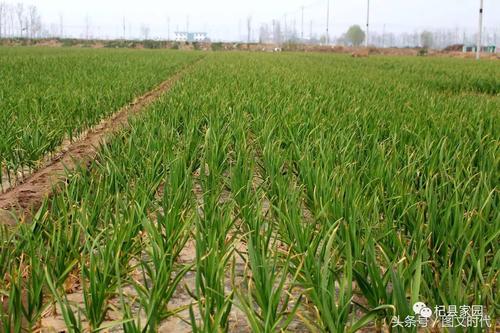 大蒜为什么7月20号要入库?杞县今天什么天气情况-图1 大蒜为什么7月20号要入库?杞县今天什么天气情况-图1