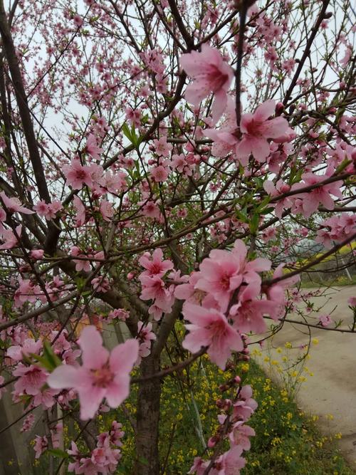 仙桃花怎么养?仙桃明天的天气情况-图3 仙桃花怎么养?仙桃明天的天气情况-图3