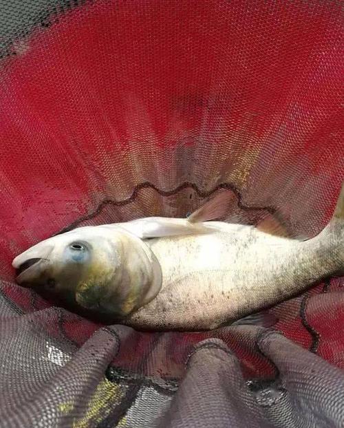 山东钓鲢鳙时间?最近山东高唐天气情况-图3 山东钓鲢鳙时间?最近山东高唐天气情况-图3