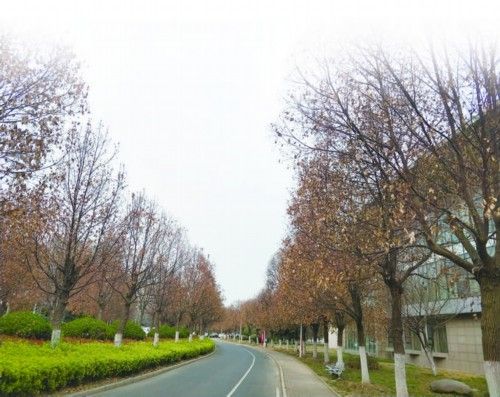 请问香樟零下5度能不能冻死?樟树后天天气情况-图3 请问香樟零下5度能不能冻死?樟树后天天气情况-图3