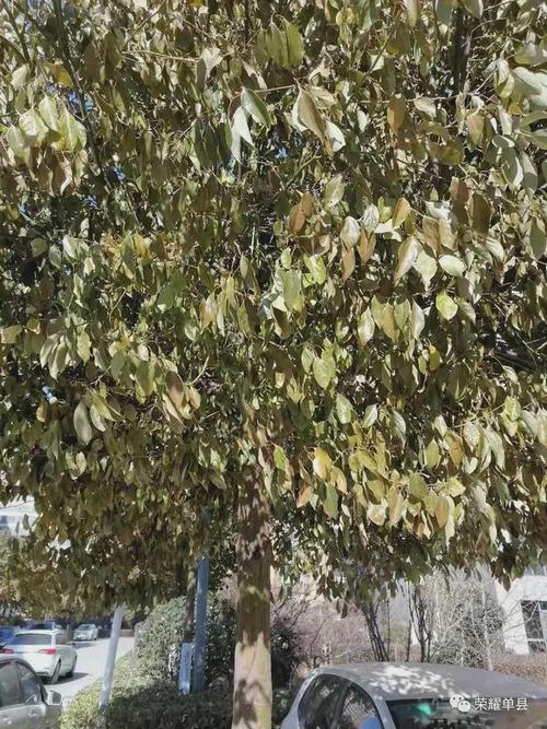 请问香樟零下5度能不能冻死？樟树后天天气情况