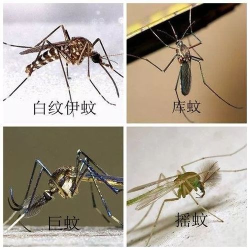为什么深圳在11月份的时候还这么多蚊子？要怎么办呢？深圳11号天气情况