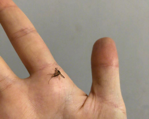 为什么深圳在11月份的时候还这么多蚊子?要怎么办呢?深圳11号天气情况-图3 为什么深圳在11月份的时候还这么多蚊子?要怎么办呢?深圳11号天气情况-图3