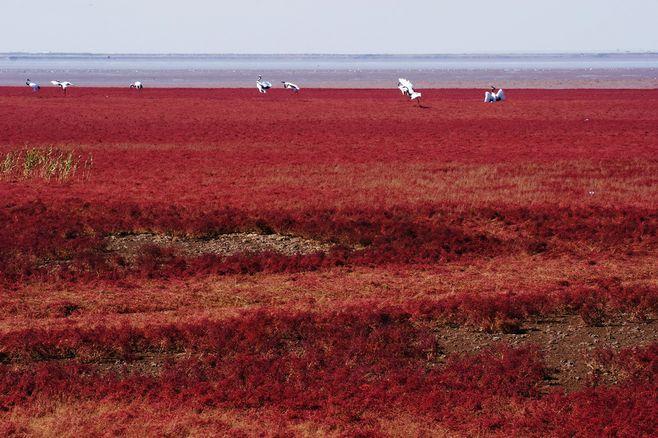 盘锦红海滩6月份好玩吗?盘锦13号天气情况-图2 盘锦红海滩6月份好玩吗?盘锦13号天气情况-图2