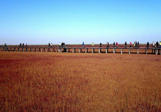 盘锦红海滩6月份好玩吗?盘锦13号天气情况-图3 盘锦红海滩6月份好玩吗?盘锦13号天气情况-图3