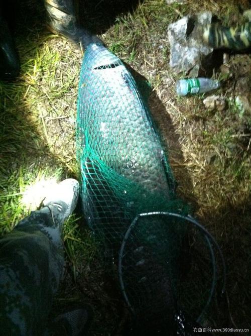 钓青鱼温度多少合适？贵州螺丝壳天气情况
