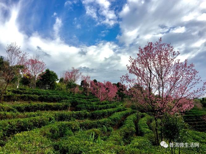 普洱思茅适合过冬吗?云南普洱冬季天气情况-图3 普洱思茅适合过冬吗?云南普洱冬季天气情况-图3