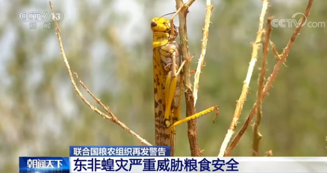 17年山东潍坊蝗灾怎么消失的?17号天气情况山东-图3 17年山东潍坊蝗灾怎么消失的?17号天气情况山东-图3