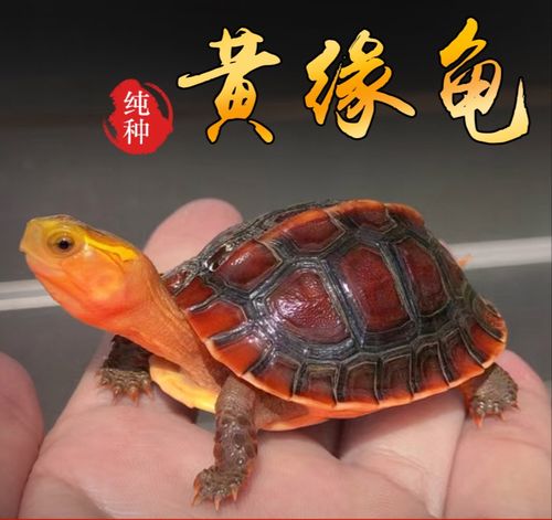 安缘龟红土怎么用红土最近的天气情况-图2 安缘龟红土怎么用红土最近的天气情况-图2