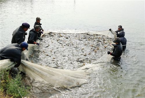 唐山丰南野钓哪里最好？明天丰南天气情况