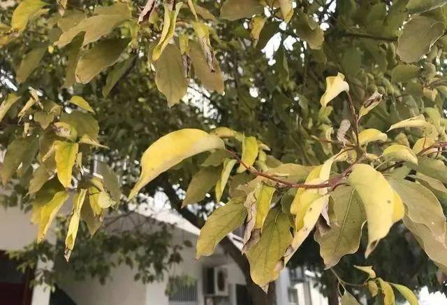 新栽的樟树叶子全干枯了树还能活吗？樟树明天什么天气情况
