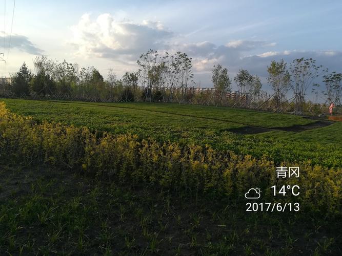 青冈树有多硬?绥花青岗天气情况-图2 青冈树有多硬?绥花青岗天气情况-图2