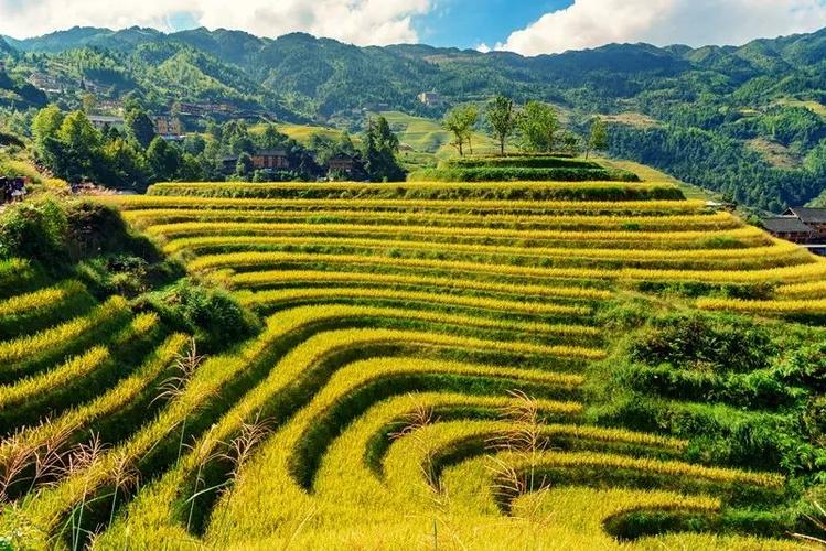 龙脊梯田2021年收割时间?今天大寨天气情况-图2 龙脊梯田2021年收割时间?今天大寨天气情况-图2