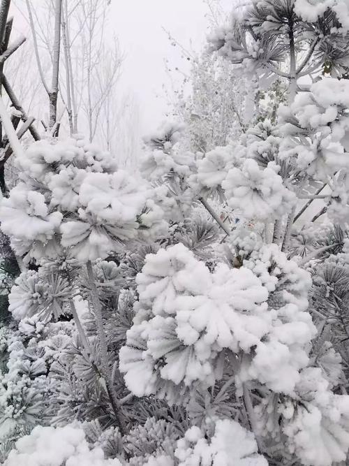 下雪后会出太阳吗？天气情况有雪吗