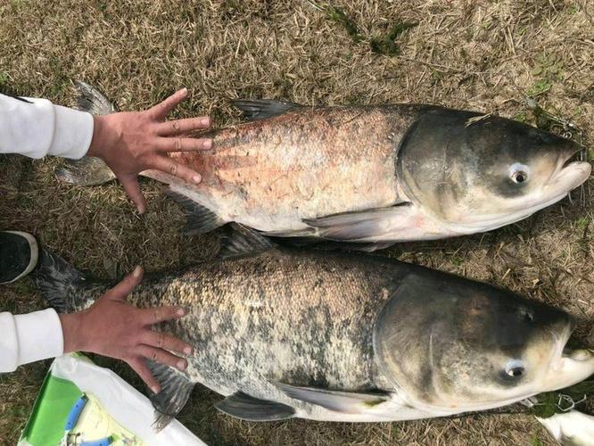 余姚今天天气可以掉鲢鳙吗?余姚五日天气情况-图3 余姚今天天气可以掉鲢鳙吗?余姚五日天气情况-图3