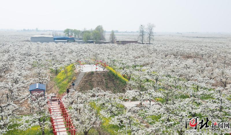 2023年赵县的梨花开了吗？赵县最近的天气情况